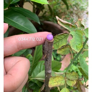 Hạt xốp câu lăng xê, câu lance
