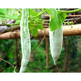 2Gram Hạt giống khổ qua tây ( Khổ qua tây trắng )