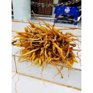 HCM-Củ ngải bún, củ ngãi tươi 1kg