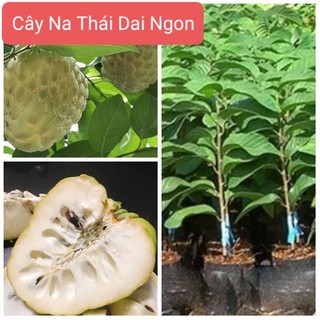 Cây giống Na Thái Dai Năng Suất Cao