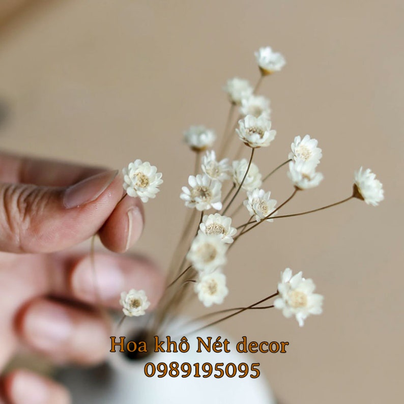Bó Hoa TUYẾT NHIỆT ĐỚI  Glixia thật sấy khô 10 năm không tàn
