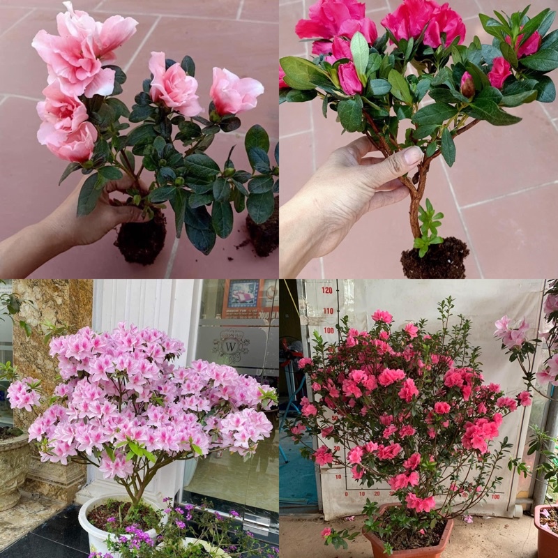 ĐỖ QUYÊN SẴN NỤ SẴN HOA