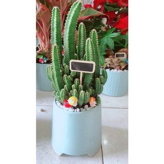 Chậu Cây Thanh Sơn Tiểu Cảnh