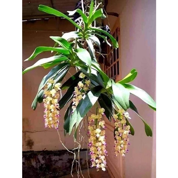 Lan tam bảo sắc hoa thơm