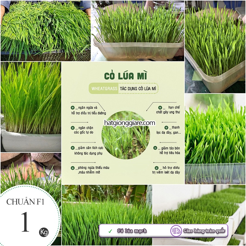 Hạt giống Cỏ Lúa Mạch (Lúa Mì) - 1 Ký