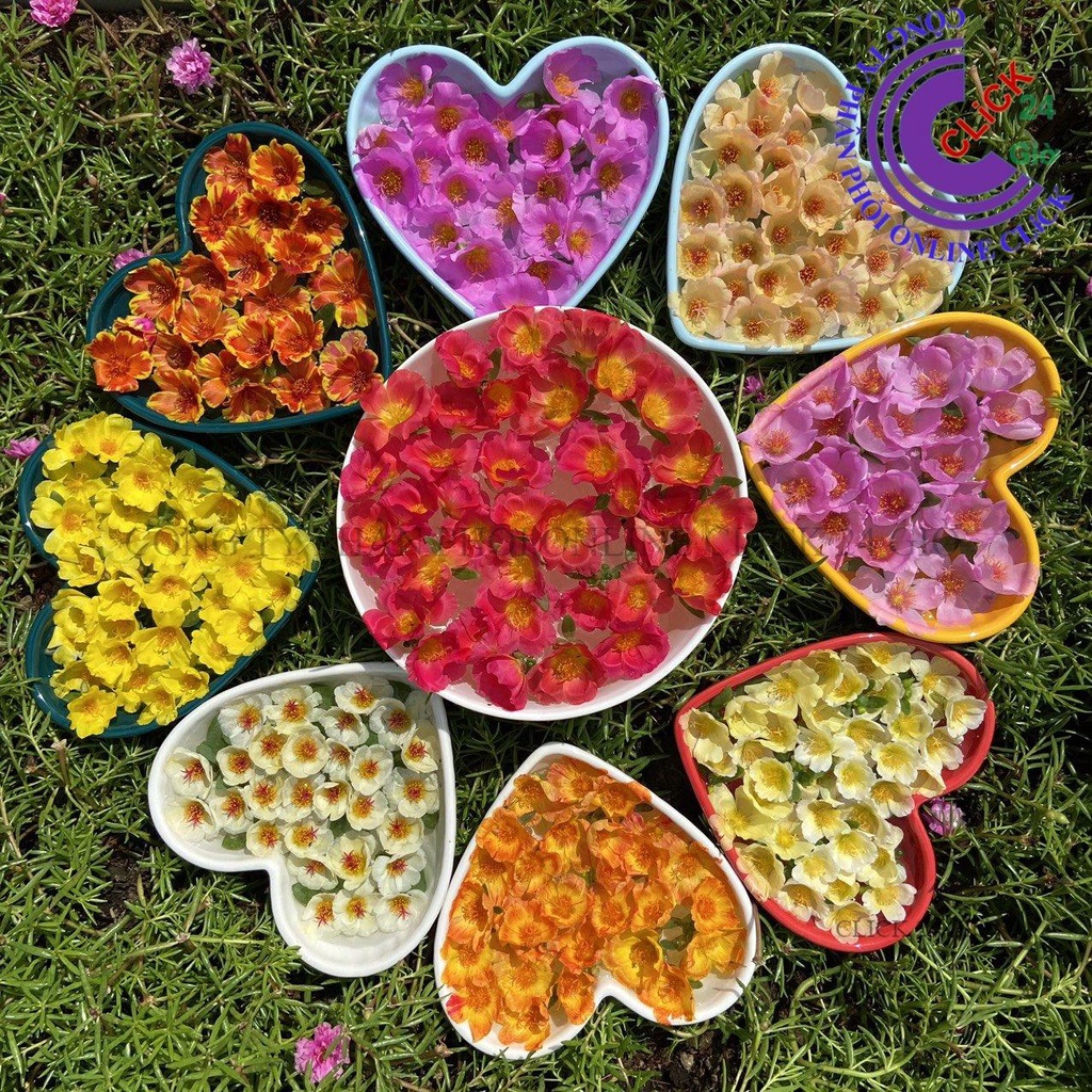 1 Ký Cành Giống Hoa Mười Giờ SAM ĐƠN Chuẩn SAM THÁI Nhập Khẩu Hoa To 150 Màu 0817774747