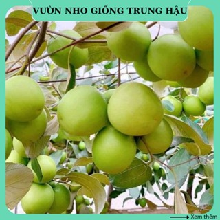 Cây táo giống Thái Ninh Thuận da xanh trồng chậu leo giàn tại nhà CT05