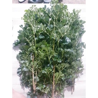 Lá Đinh lăng cắm hoa
