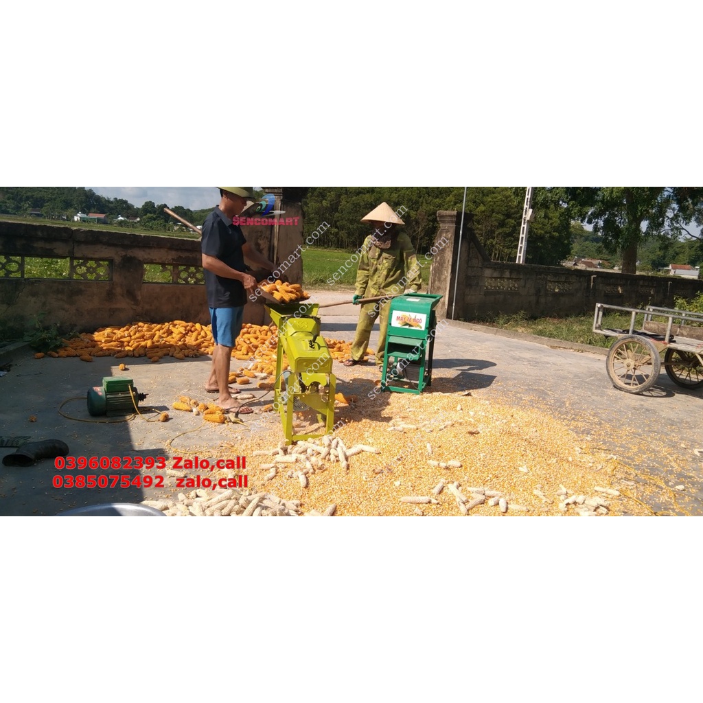 Máy tách hạt ngô trục đứng tách hạt siêu tốc,siêu sạch không gây vỡ hạt