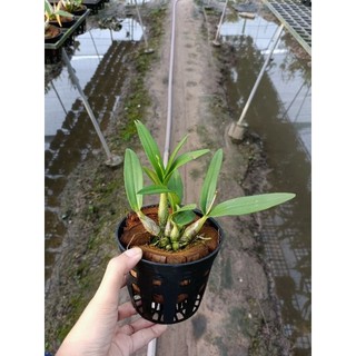 Hoa lan denro chớp sữa Enobi đang nụ hoa
