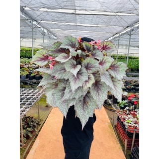 Chậu cứng Begonia shadow king cool white