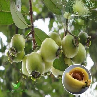 Cây giống mận lý