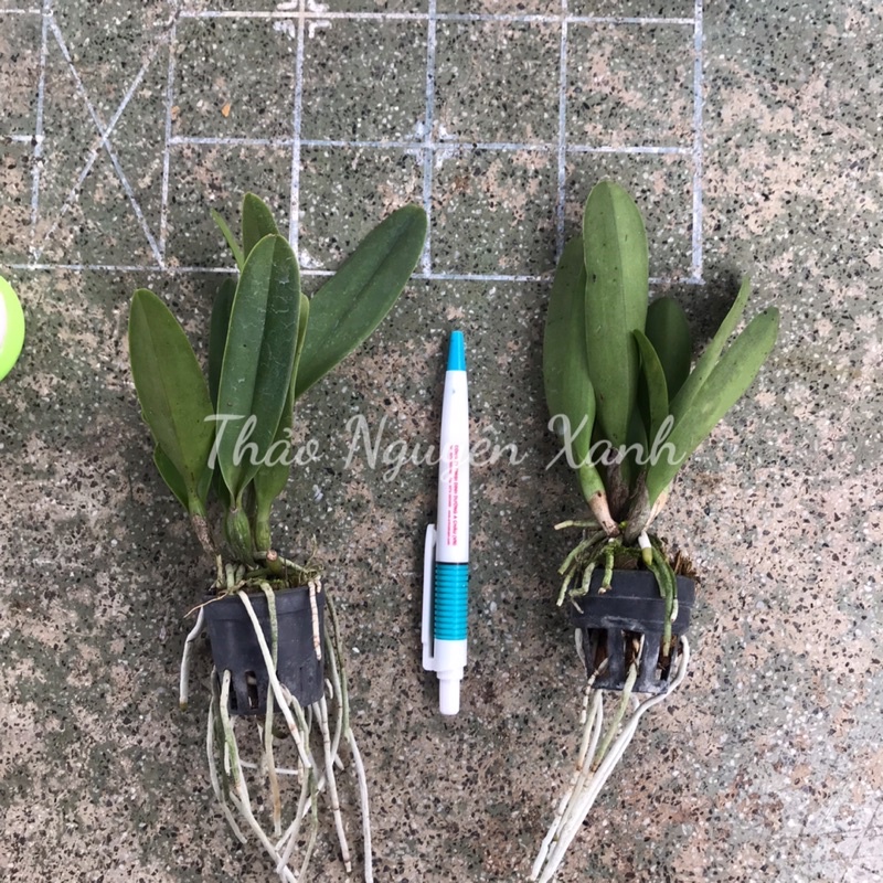 Cattleya mini siêu thơm Rlc.Mayor Yamasaki