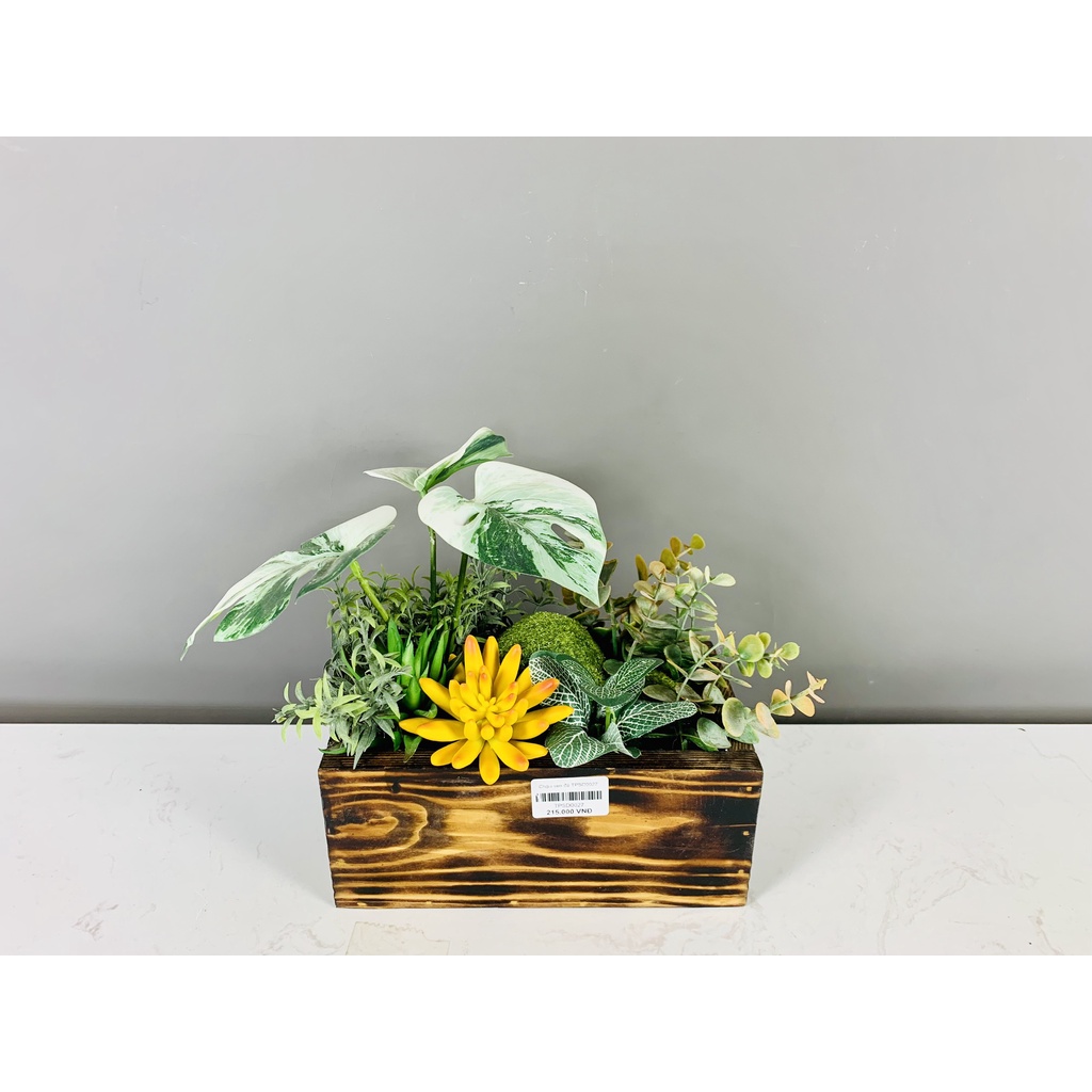 Hộp gỗ sen đá TPSD0027