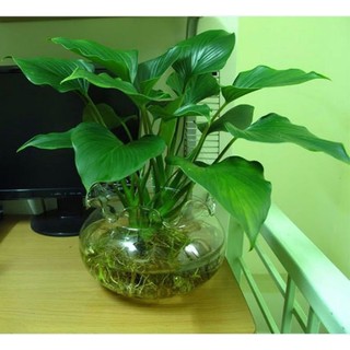 Cây 🌲 Môn Tai Phật Mệnh Thìn
