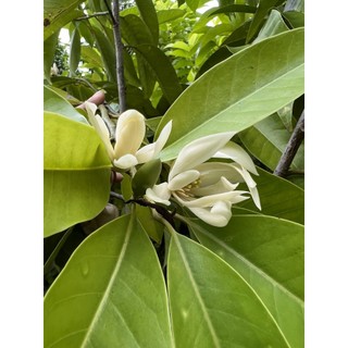 Cây ngọc lan - cây sứ ngọc lan