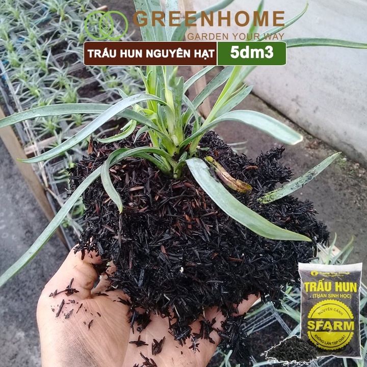 Trấu hun nguyên cánh sfarm Greenhome, bao 5dm3, không lẫn tạp chất. dùng trồng thuỷ canh, rau mầm, ươm cây con