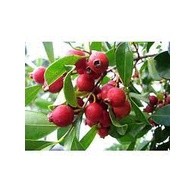 Cây Giống Ổi Sim Nhật ( Ổi Sẻ Rừng) - (chuẩn giống)