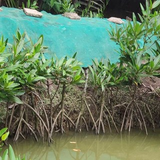 Cây Đước Giống Rễ Chùm Thân Giống Cây lớn