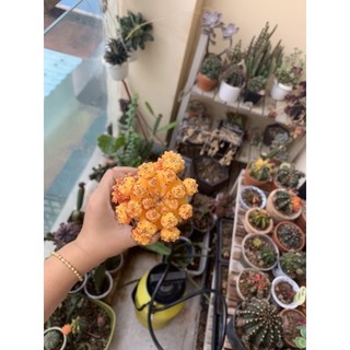 combo 3 cây xương rồng