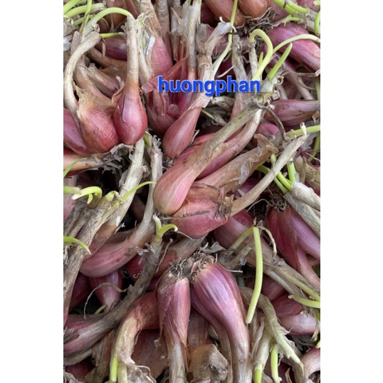 0.5kg hành ba chài chuẩn giống
