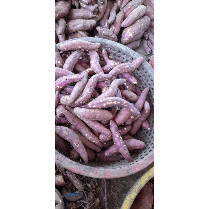 Nửa ký khoai lang mật size bi - SAM LÊ - chuẩn hàng đà lạt- bao mật (tầm 8-12 củ)