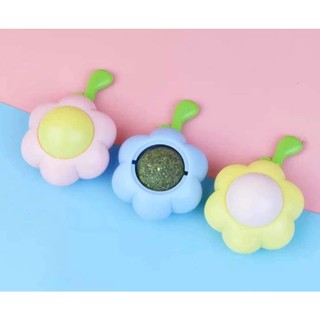 Cỏ Canip Gắn Tường Cho Mèo