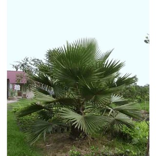 Hạt giống cây cọ mỹ ( Pritchardia filifera ) - 3 hạt (TẶNG gói kích thích hỗ trợ hạt nảy mầm)