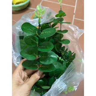 Lá táo rời