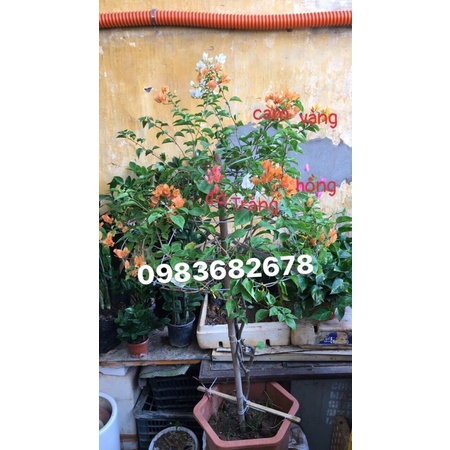 Cây hoa giấy ngũ sắc