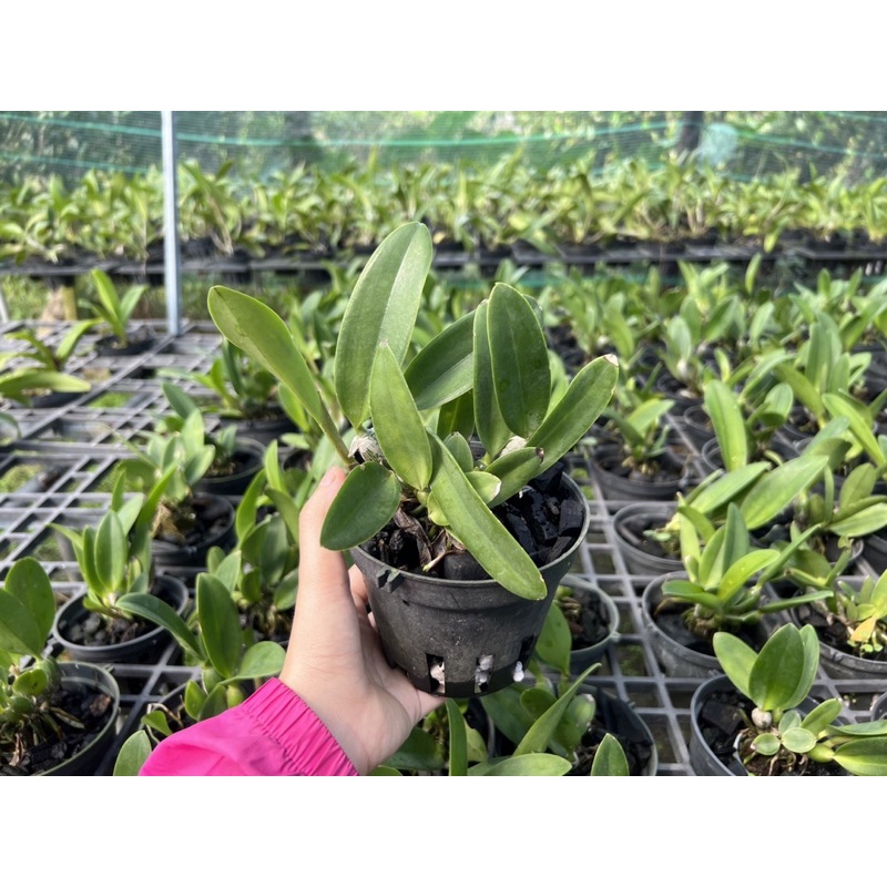 TN10 - Lan Cattleya Mini Hoa Thơm - Cây Trưởng Thành Đủ Tuổi Hoa
