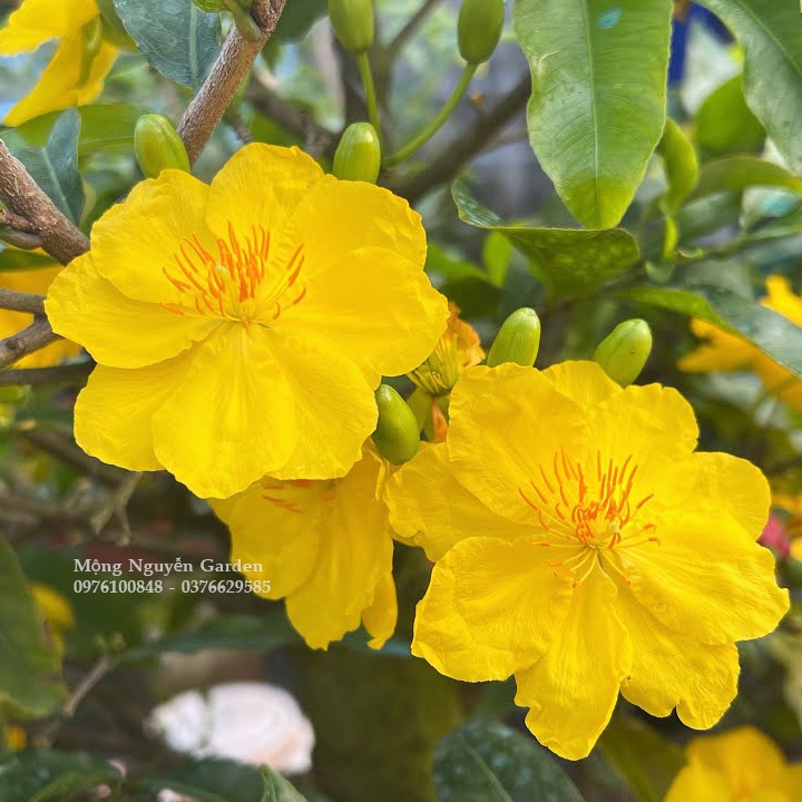 Cây mai siêu bông Sài Gòn siêu nụ - siêu hoa, bonsai gốc ghép đẹp