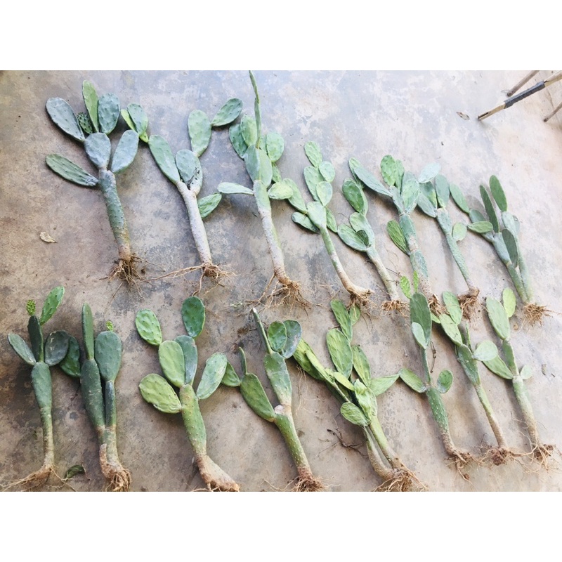 Xương rồng tai thỏ