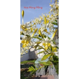 Hoa lan denro bạch long gửi nguyên chậu phi 12