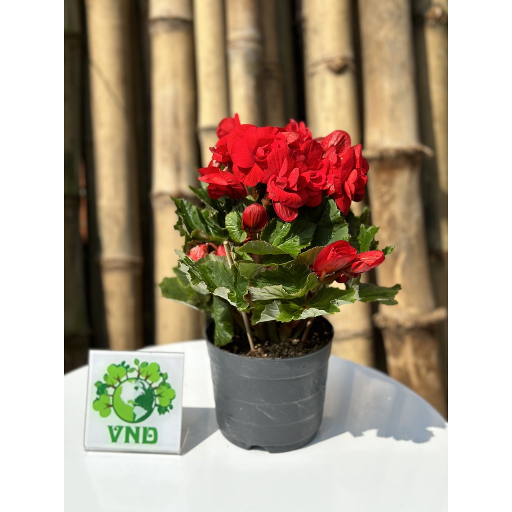 Chậu Thu Hải Đường hoa màu đỏ