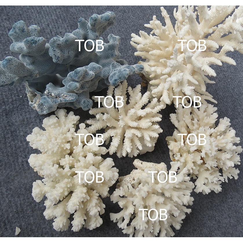 San hô trang trí bể cá thủy sinh