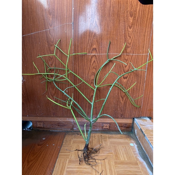 Cây giao - Cây xương cá