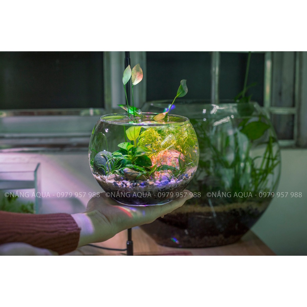 Bình Thủy Tinh tròn siêu trong_Chuyên dùng trồng cây thủy sinh, bể thủy sinh