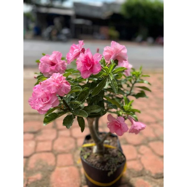 Cây 🌲 Sứ kỳ Duyên (nguyên thủy)