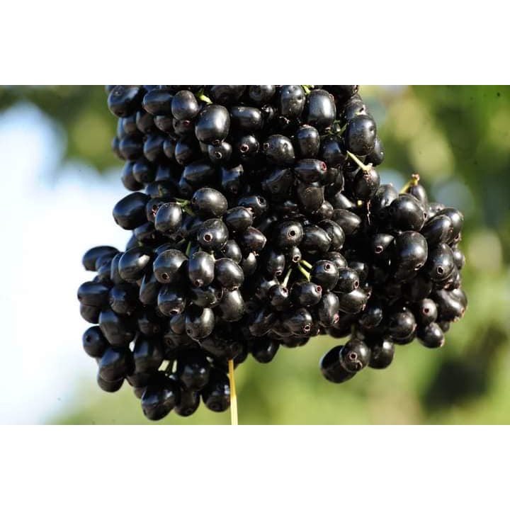 CÂY GIỐNG TRÂM GỐI LÙN TỨ QUÝ (SIÊU SỚM - BẢO HÀNH)