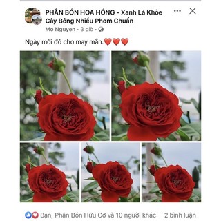 ĐẠM CÁ TẢO BIỂN NHẬT BẢN