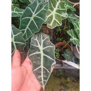 Cây môn quan âm (Alocasia Polly)