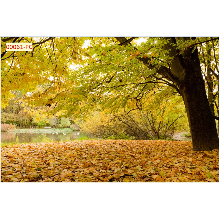 Tranh 3D mùa thu rừng lá vàng rơi