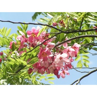 Cây giống Muồng Hoa Đào (hoa muồng anh đào)