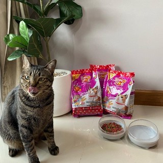 Bingostar cat 1kg Thailand