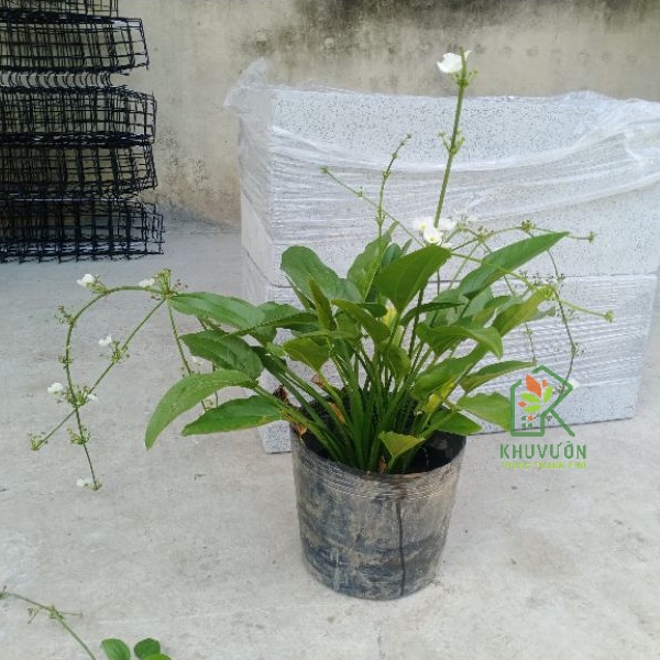 Cây bách thủy tiên trồng thủy sinh (giao hỏa tốc)