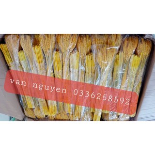 lúa mạch vàng 100 bông