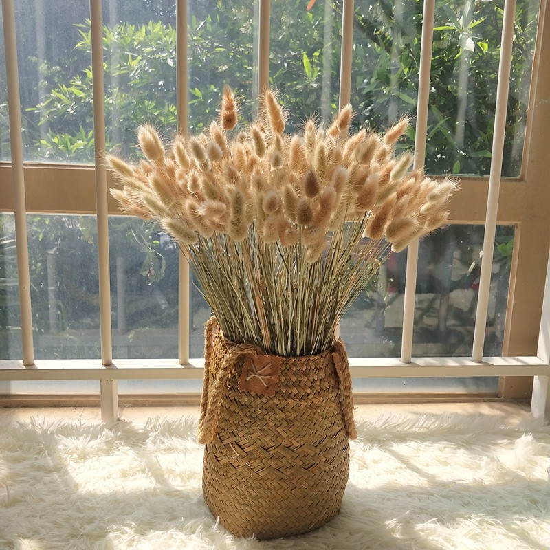 Hoa cỏ đuôi thỏ khô natural, trang trí tiệc cưới, decor nhà cửa, quà tặng sinh nhật, 8/3, 14/2, 20/10