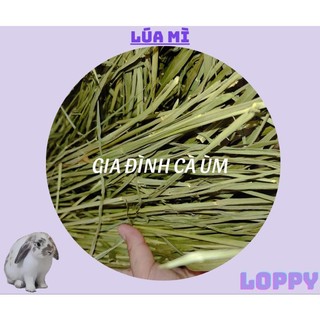 [TẶNG 1 viên oxbow cho đơn từ 50k]Cỏ lúa mì ăn vặt cho thỏ/chuột lang