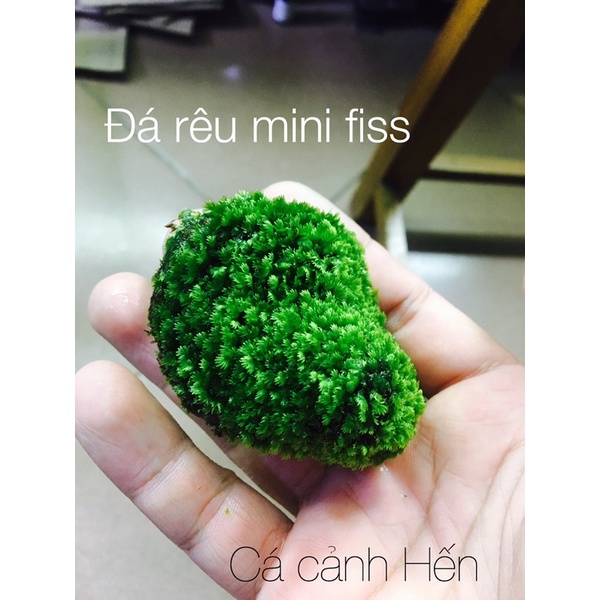 Đá rêu Minifiss lá nước siêu khoẻ , không cần đất nền và co2